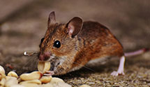 24 Hour & Emergency Exterminators in Warrenville, SC